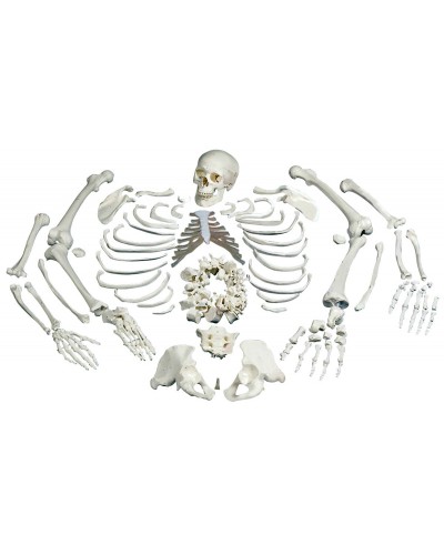 Disarticulated Full Human Skeleton with 3 part skull